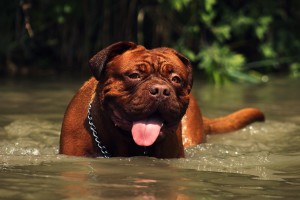 Bordeaux Dogge oder Labrador?