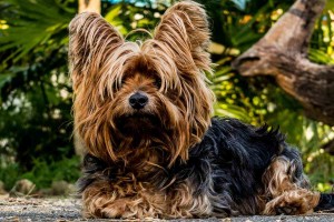 Yorkshire Terrier