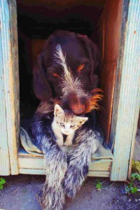 Hund folgt der Katze auf Platz 2