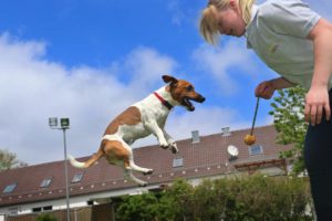 Hundehotel Kettershausen