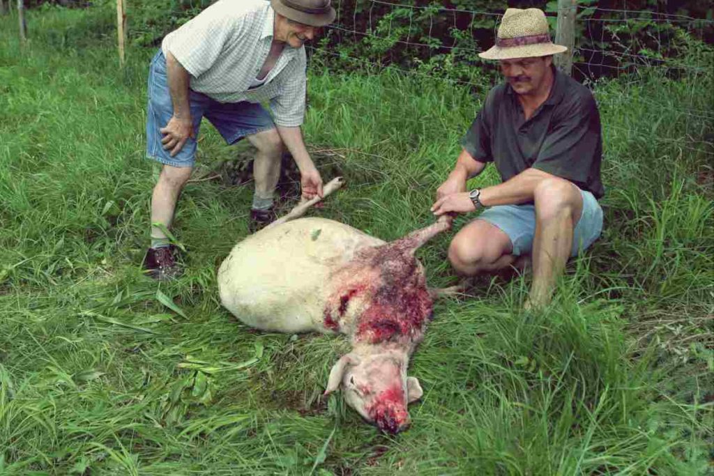 Schaf von Braunbär Bruno gerissen