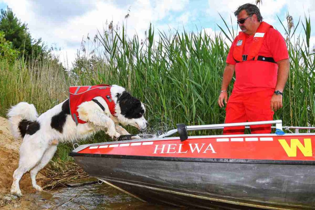 Wasserortungshund Otis vom Deutschen Roten Kreuz