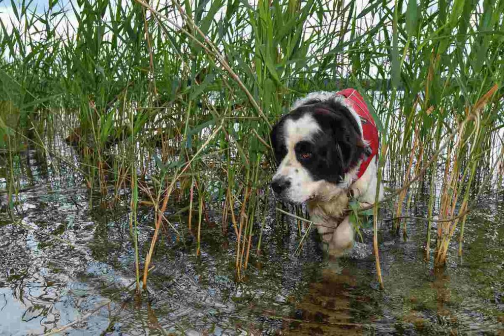 Landseer sind ideale Wasserortungshunde