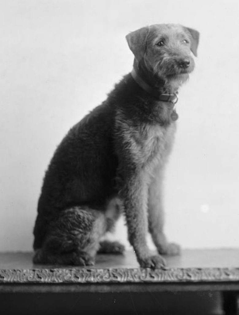 Laddie-Boy-portrait-urban-dog