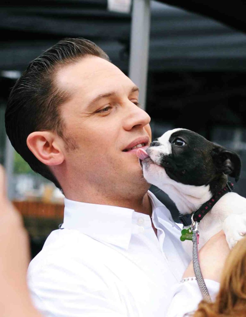 Französiche Bulldogge hängt an Toms Lippen