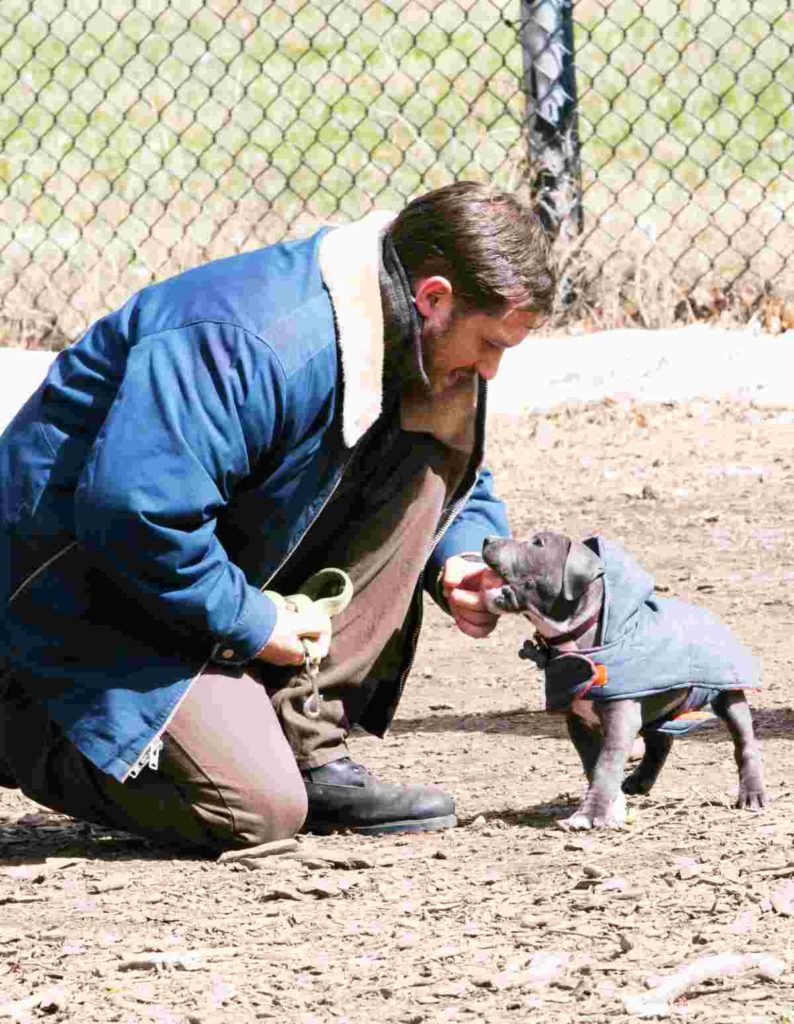 kleiner Bullterrier