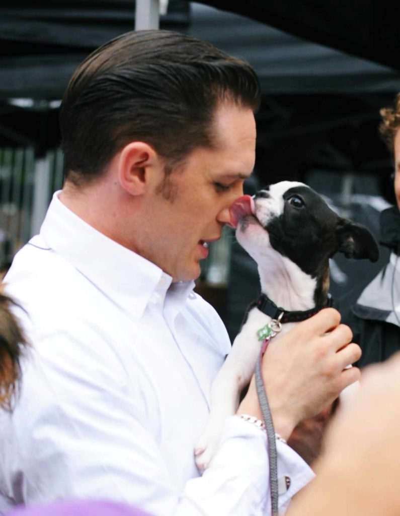 Französiche Bulldogge händt an Toms Lippen