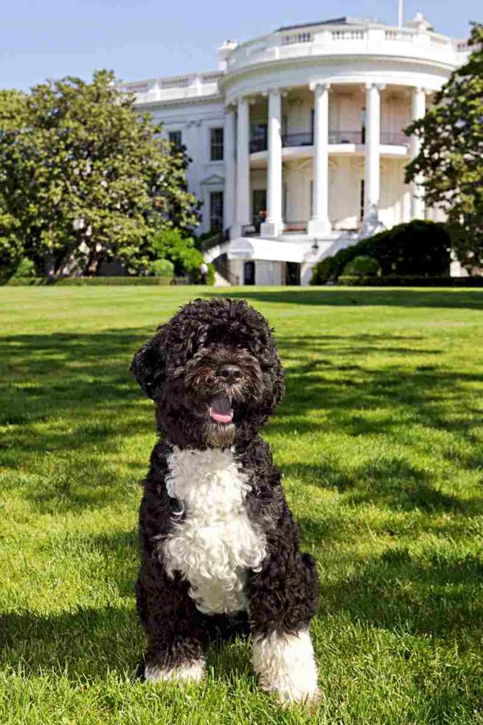 Pixabay-Bo-Obama-First-Dog-urban-dog-742012