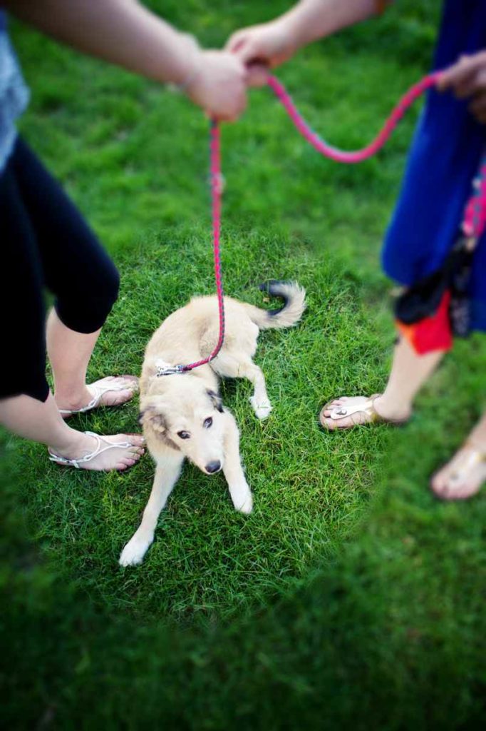 Wer sich den Hund mit jemandem teilt, sollte genaue Absprachen treffen.