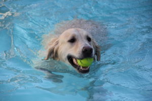 Im Pool im Happy Tail Resort