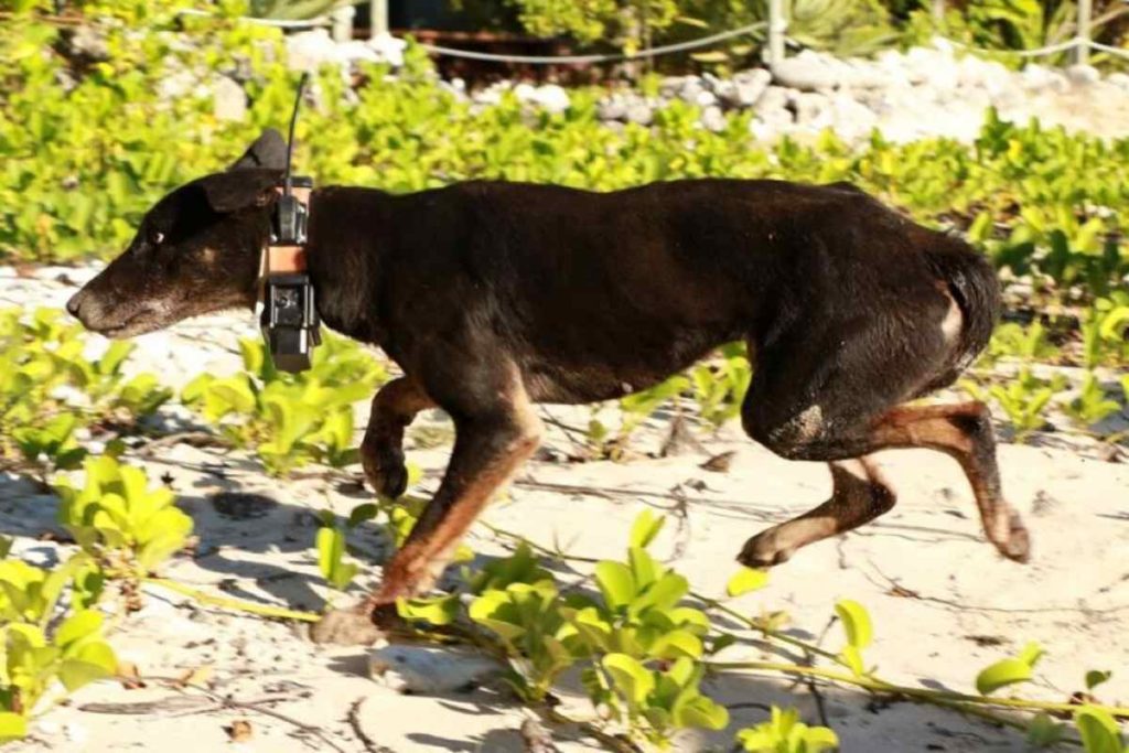 Australien hetzt Dingos auf Ziegen