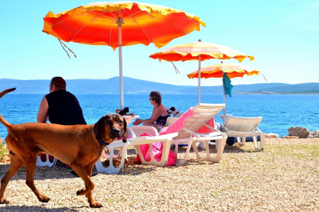 Monty's dog Hundestrand und Bar