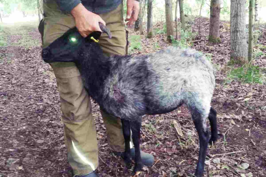 Vier Schafe wurden von Hunden gehetzt