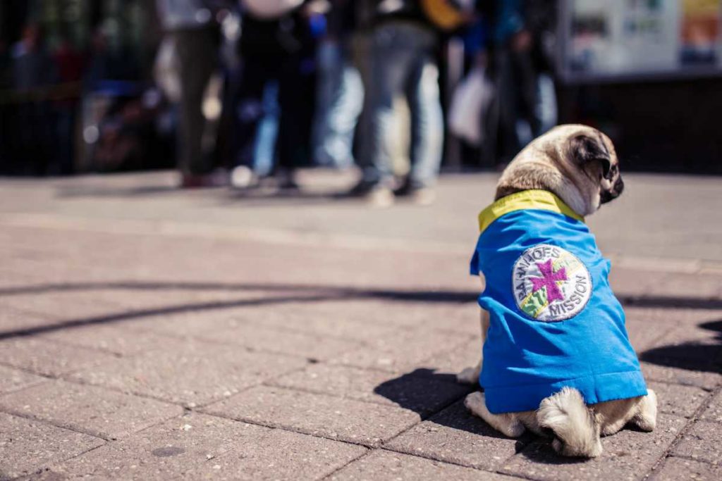 Der Mops «Arnold» sitzt vor der Bahnhofsmission am Zoo in Berlin.