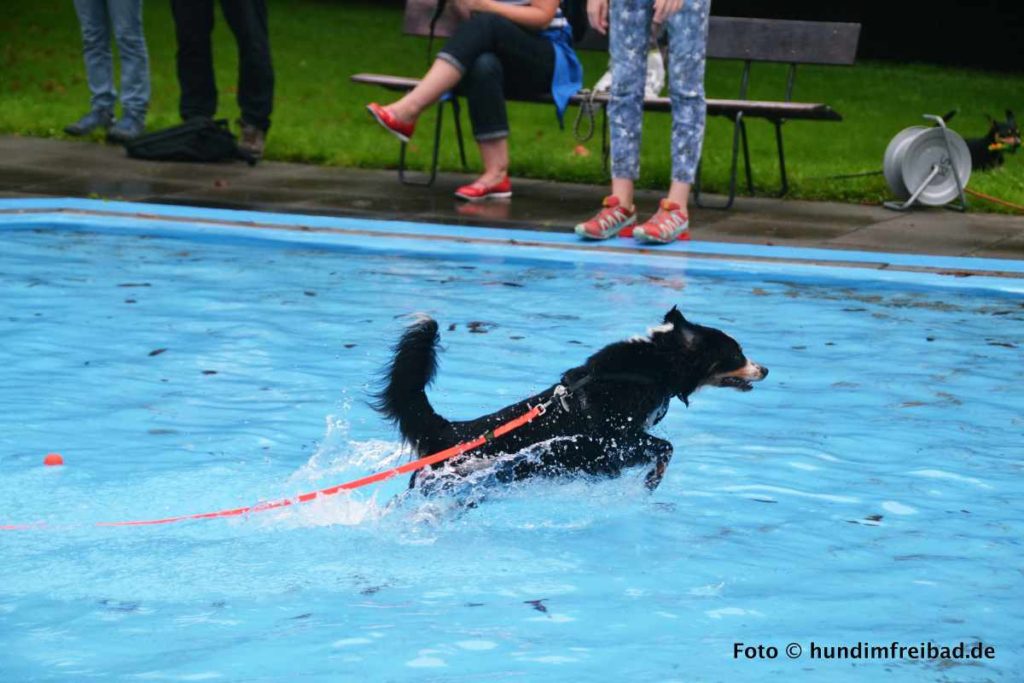 Hundimfreibad ein Vergnügen für Hund und Kommune