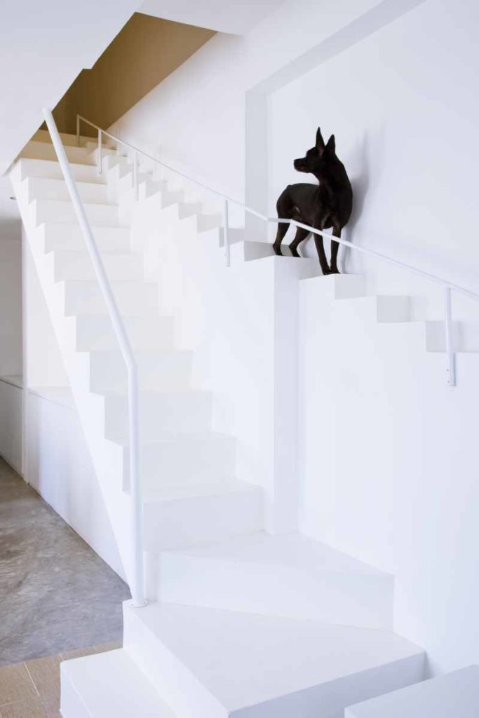 Kein Treppenwitz: Junger Designer baut Hundetreppe