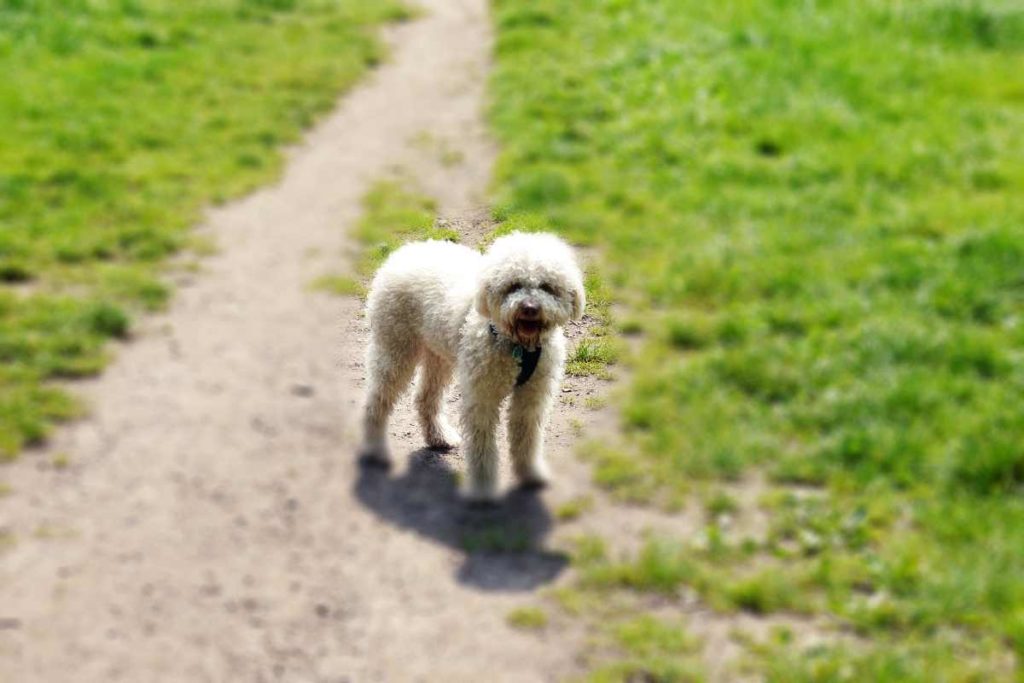 Trüffelhunde Lagotto Romagnolo