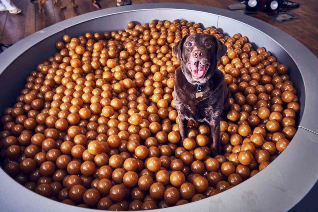 Die erste interaktive Kunstausstellung für Hunde