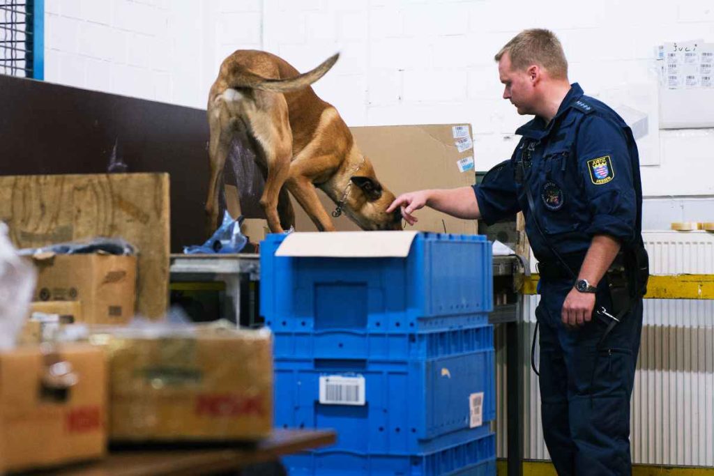 Handy-Spürhunde treten Dienst im Gefängnis an