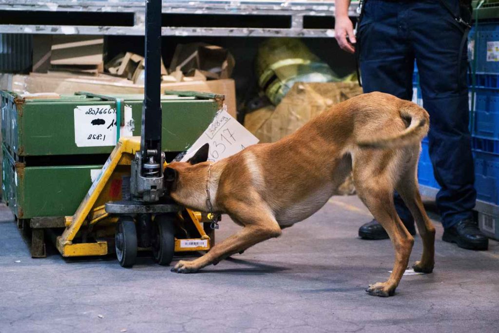 Handy-Spürhunde treten Dienst im Gefängnis an