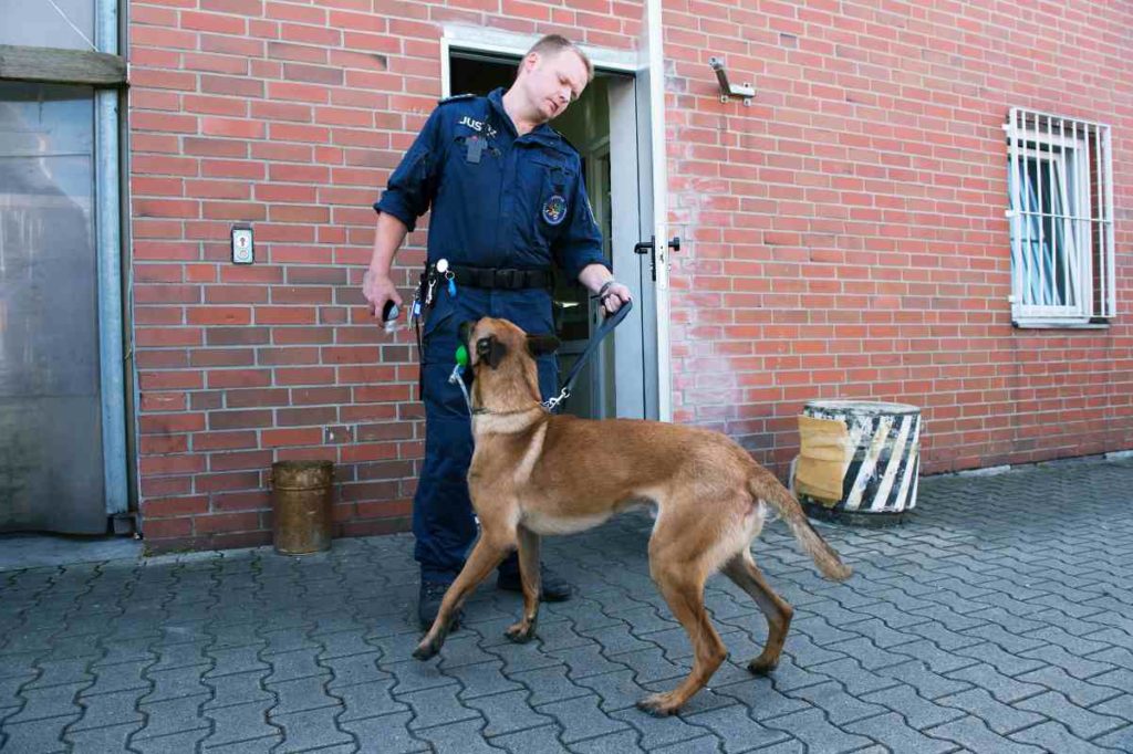 Handy-Spürhunde treten Dienst im Gefängnis an