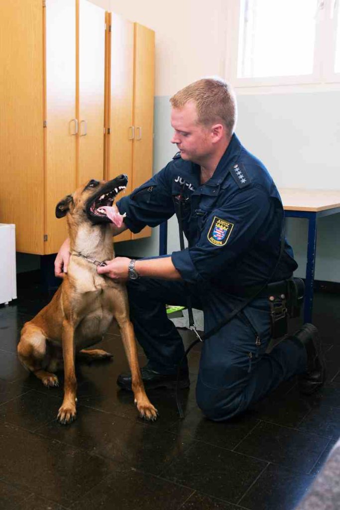 Handy-Spürhunde treten Dienst im Gefängnis an