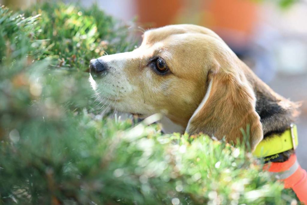 Spürhunde suchen Laubholzbockkäfer