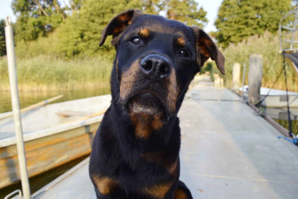 Urlaub mit Hund: Ferienhaus am See -wo Wasserratten glücklich werden