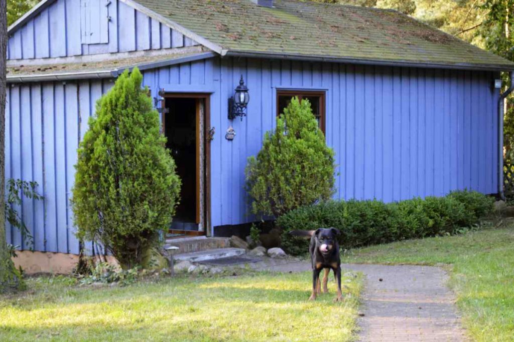 Urlaub mit Hund: Ferienhaus am See -wo Wasserratten glücklich werden