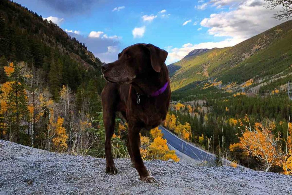 Robert Kugler und Bella: Vom Roadtrip bis zur letzten Reise