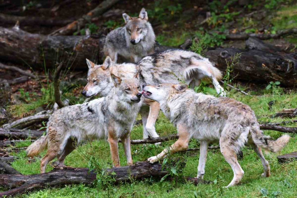 Der Wolf zieht nach Westen