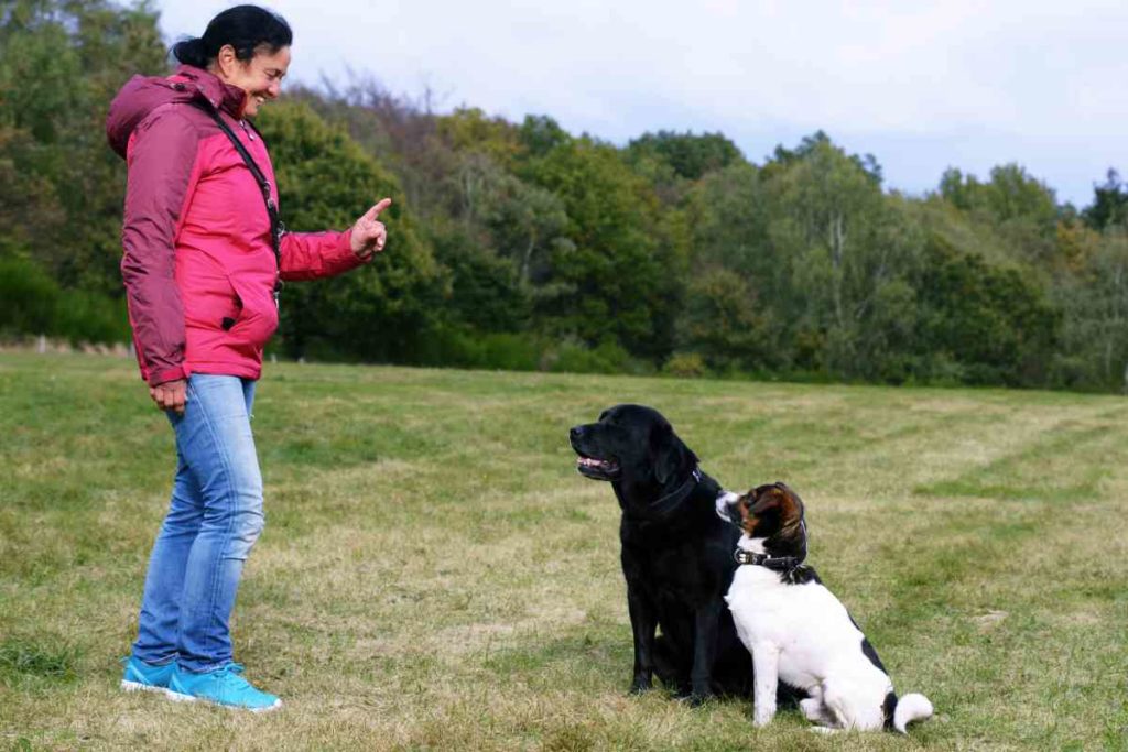 Hundeerziehung: Personal Trainer für den Hund