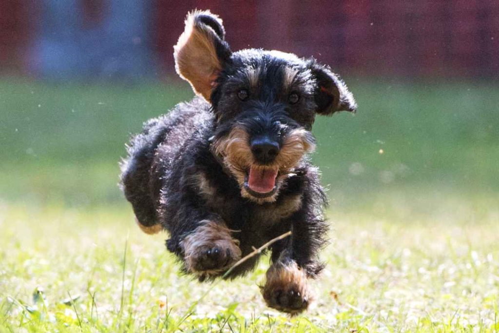 Kurzbeinig ins Ziel: Dackelrennen sind Spaß für Hund und Herrchen