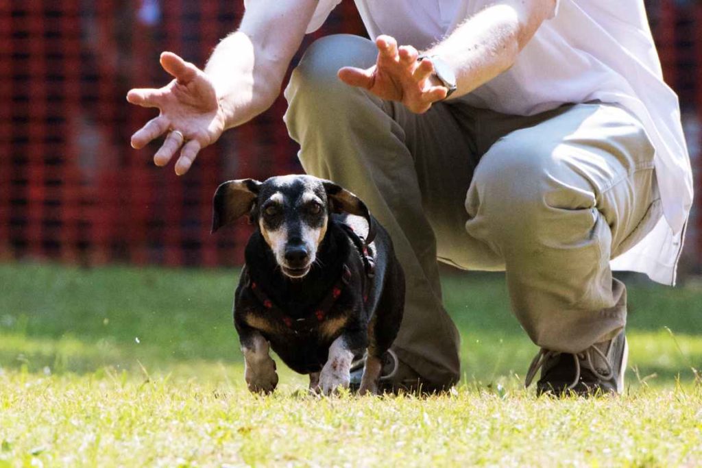 Kurzbeinig ins Ziel: Dackelrennen sind Spaß für Hund und Herrchen