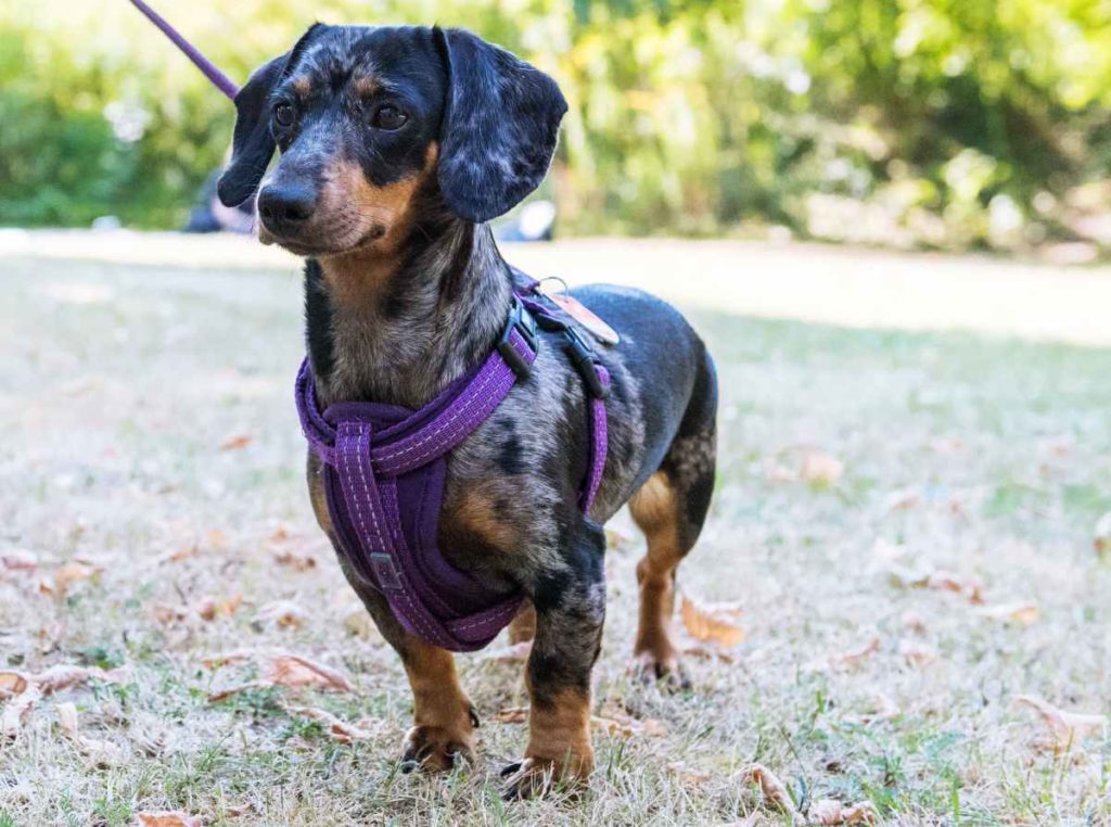 Kurzbeinig ins Ziel: Dackelrennen sind Spaß für Hund und Herrchen