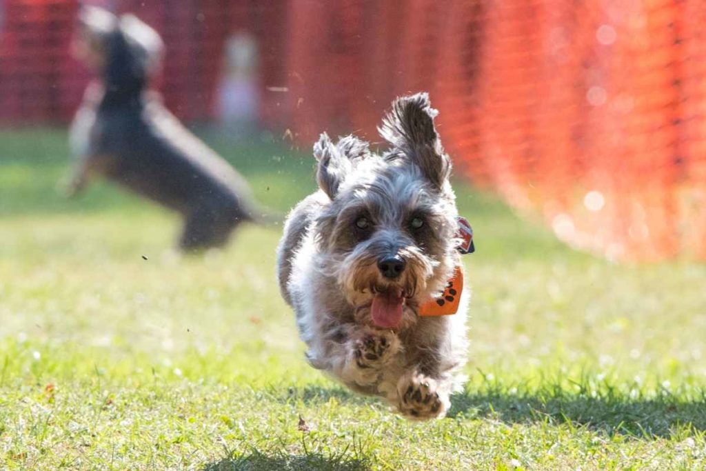 Kurzbeinig ins Ziel: Dackelrennen sind Spaß für Hund und Herrchen