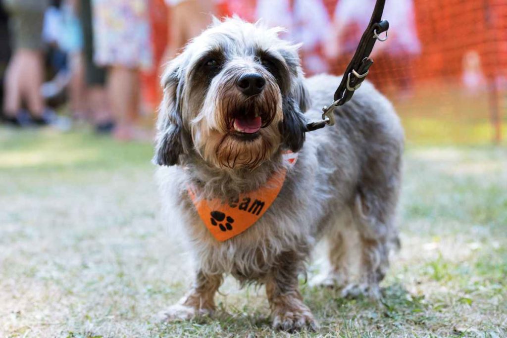 Kurzbeinig ins Ziel: Dackelrennen sind Spaß für Hund und Herrchen