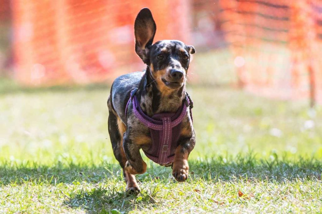 Kurzbeinig ins Ziel: Dackelrennen sind Spaß für Hund und Herrchen