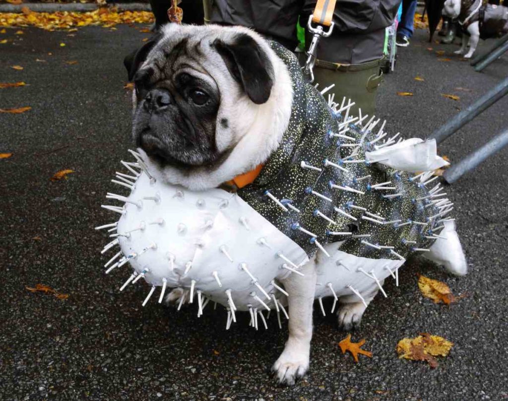 Tompkins Square Park: Das groesste Halloween-Kostuemfest fuer Hunde