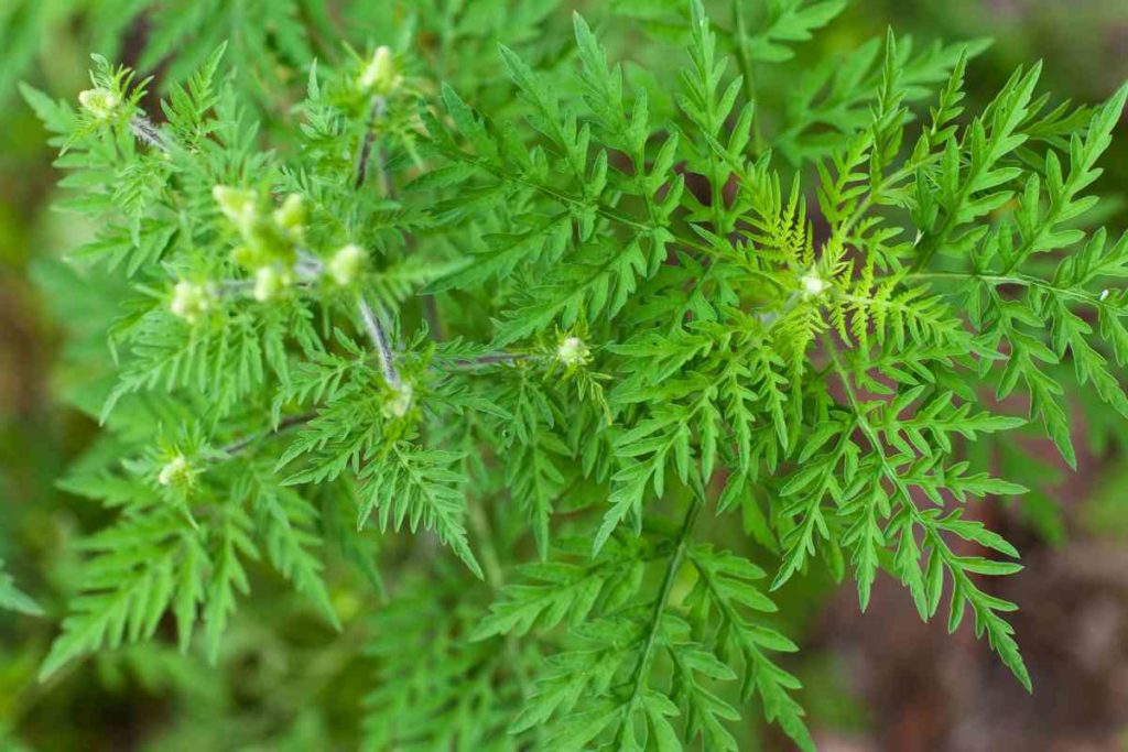 FU Berlin: Spürhunde im Einsatz gegen Ambrosia-Pollen