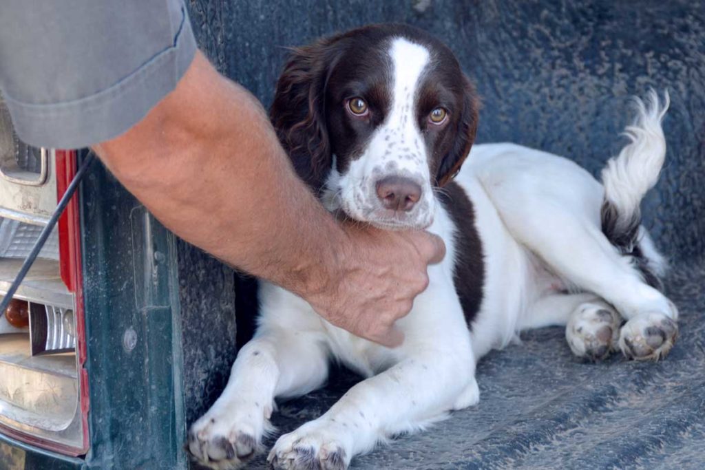 Südafrikas Geheimwaffe: Hunde gegen Wilderer