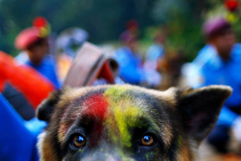 Tihar Festival in Nepal: Ein Tag zu Ehren des Hundes