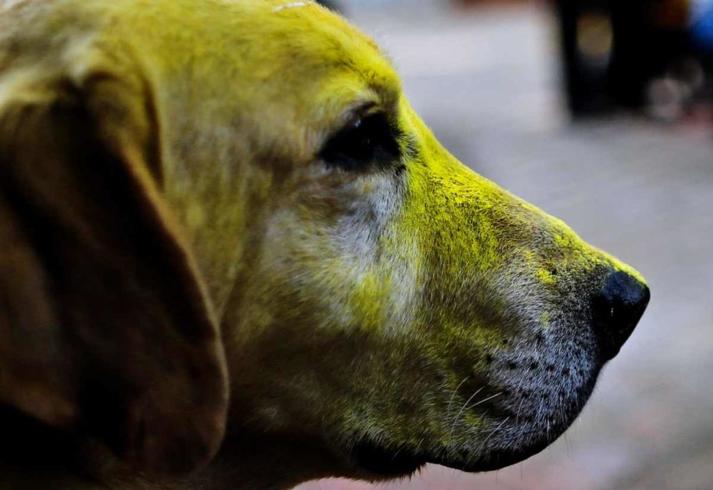 Tihar Festival in Nepal: Ein Tag zu Ehren des Hundes