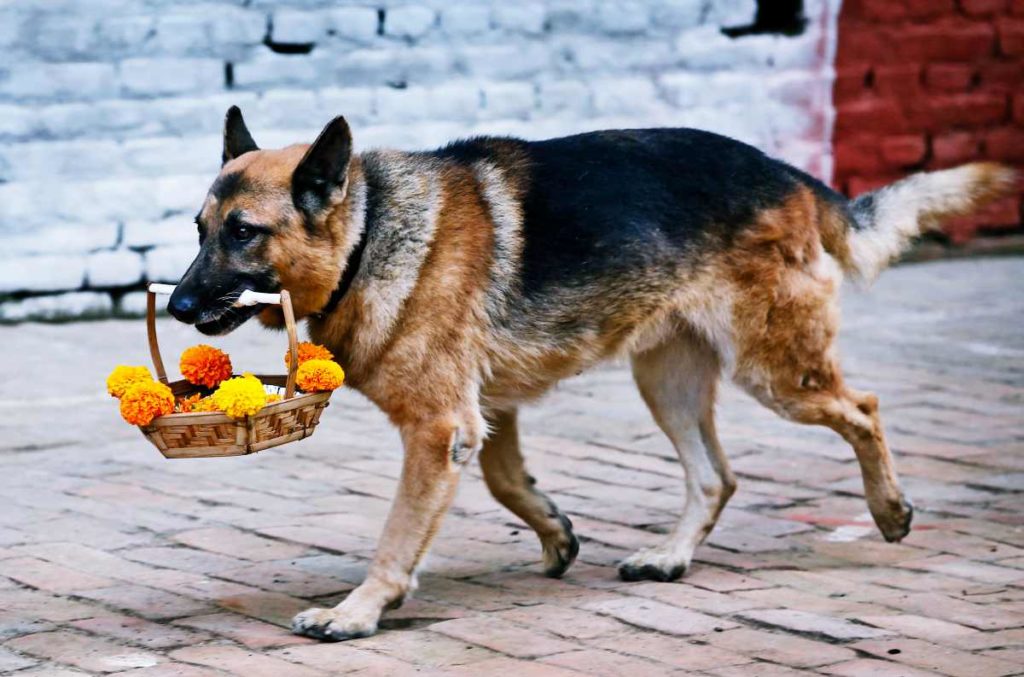 Tihar Festival in Nepal: Ein Tag zu Ehren des Hundes