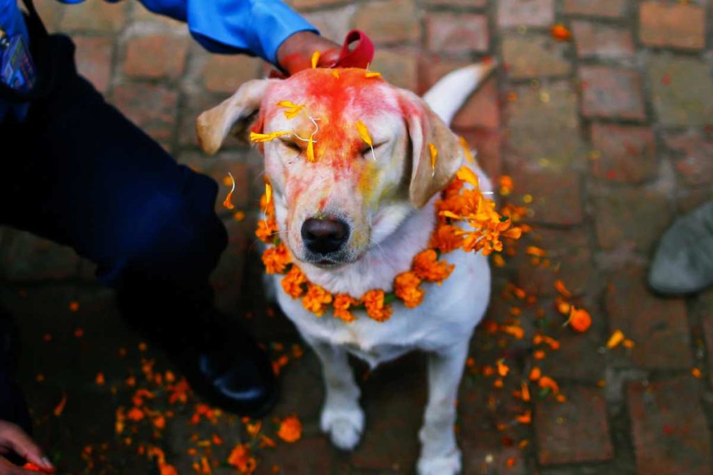 Tihar Festival in Nepal: Ein Tag zu Ehren des Hundes