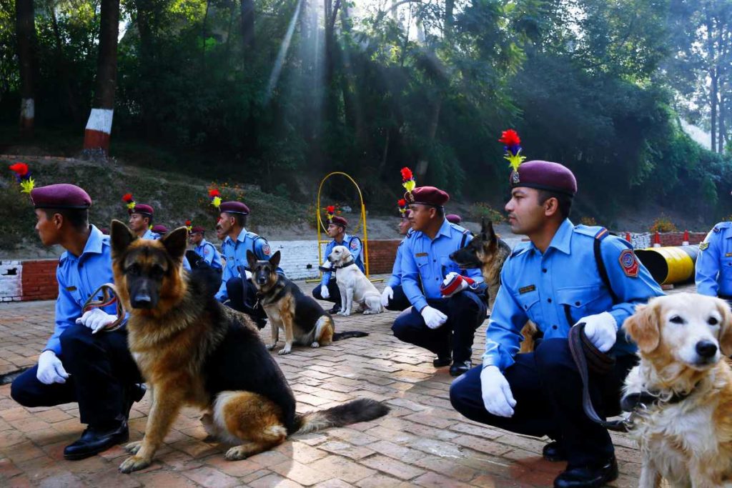 Tihar Festival in Nepal: Ein Tag zu Ehren des Hundes