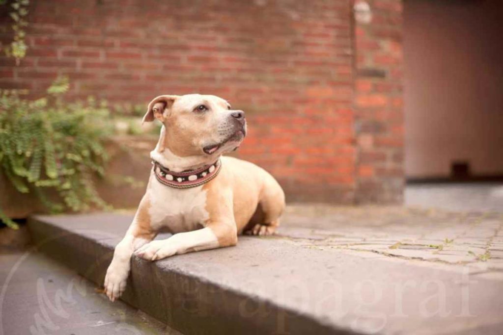 Kölner Altstadthunde: Fotograf Michael Hoffmann gegen Diskriminierung bei Hunden