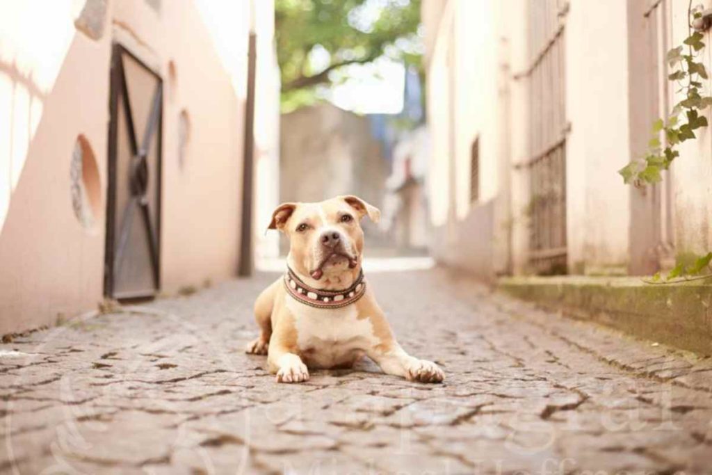 Kölner Altstadthunde: Fotograf Michael Hoffmann gegen Diskriminierung bei Hunden