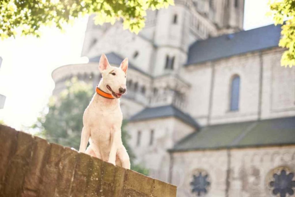 Kölner Altstadthunde: Fotograf Michael Hoffmann gegen Diskriminierung bei Hunden