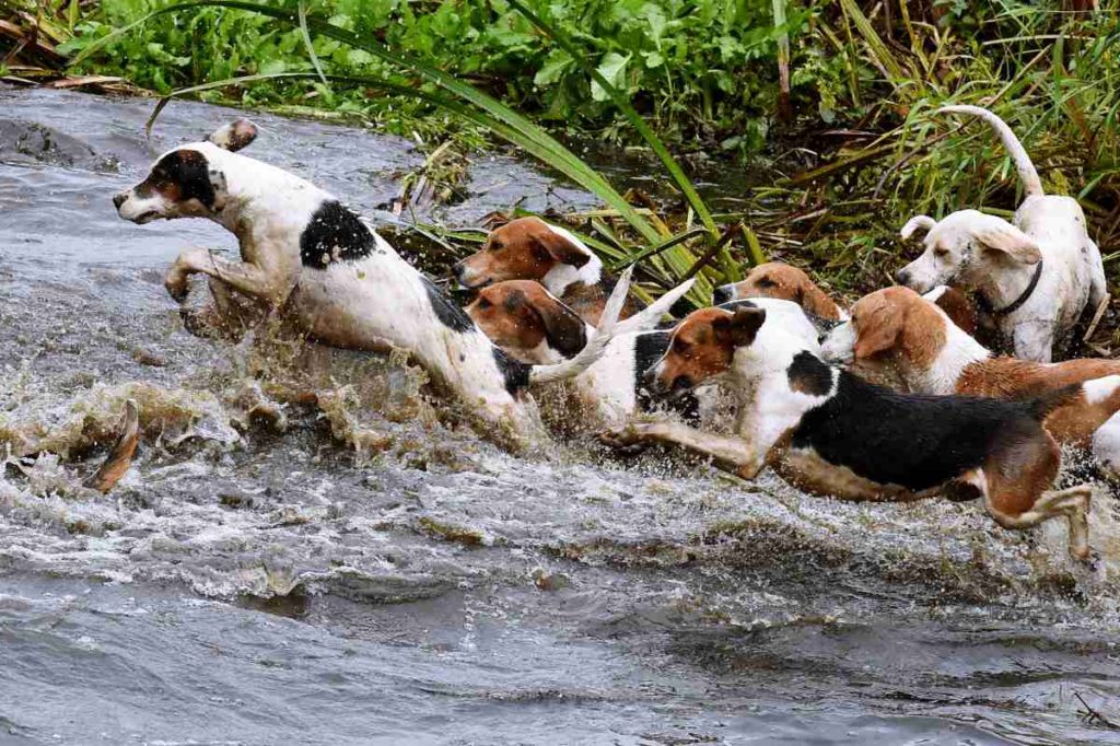 Reiter und Hunde auf Schleppjagd in der Region Hannover